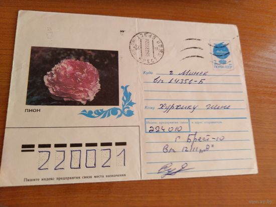 Беларусь провизорий Брест флора цветы