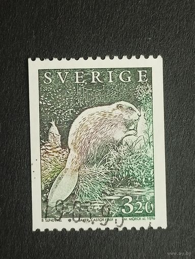 Швеция 1996. Дикие животные