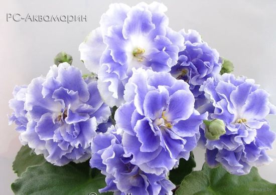 Фиалка сортовая РС -Аквамарин ( свежесрезаный лист)