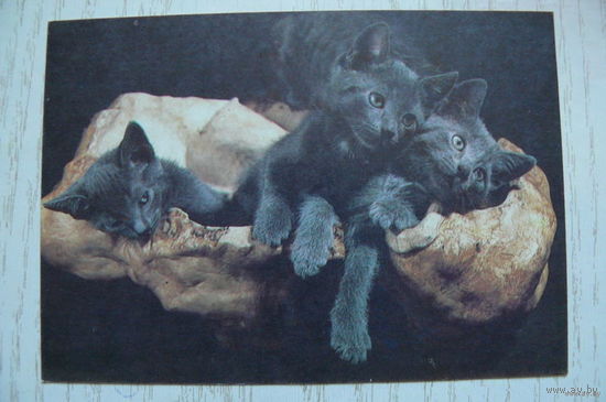 Календарик, 1992, Кошки.