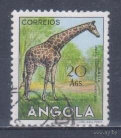 [2464] Португальские колонии. Ангола 1953. Фауна.Жираф. Гашеная концевая марка серии.