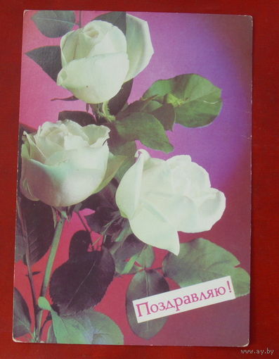 Поздравляю! Чистая. 1988 года. Костенко. 1866.