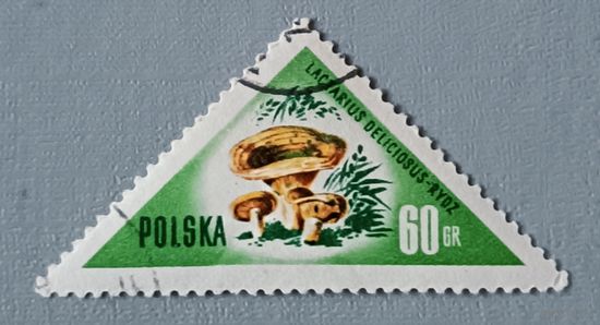 Грибы. Польша