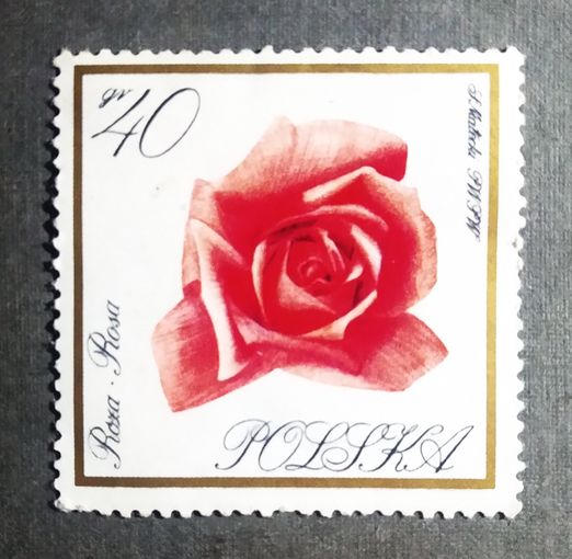Марка Польша 1966 год Цветы