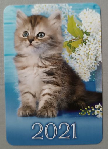 Котенок. Календарик, 2021