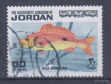 [602] Иордания 1974. Фауна.Рыба.30 филс. Гашеная марка.