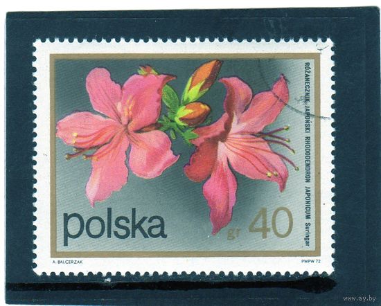 Польша.Ми-2214. Японский Рододендрон. Серия: Кустарниковые цветы.1972.
