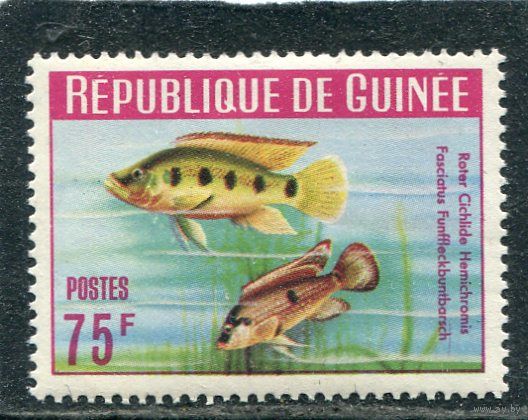 Гвинея. Фауна. Аквариумные рыбки