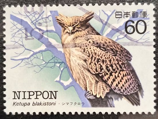Япония. Фауна. Сова. Ketupa Blakistoni
