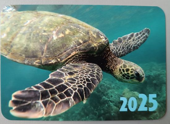 Черепаха. Календарик, 2025, глянец