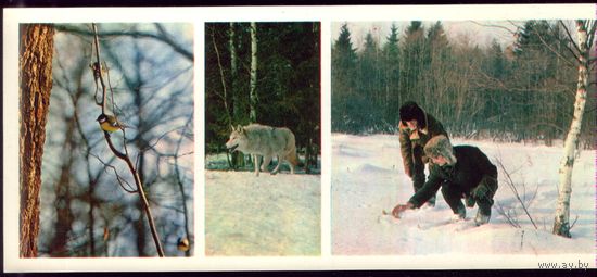 1979 год Волк и синица