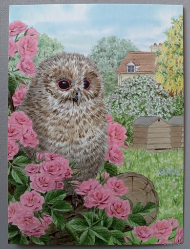 Сова.Sarah Adams. Авторская открытка, глянец. АСARDS.BY