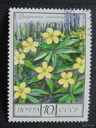 СССР 1975 г. Ветреница лютичная.