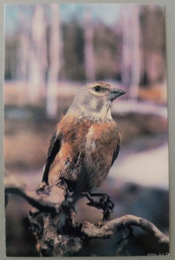Коноплянка. Открытка, 1985