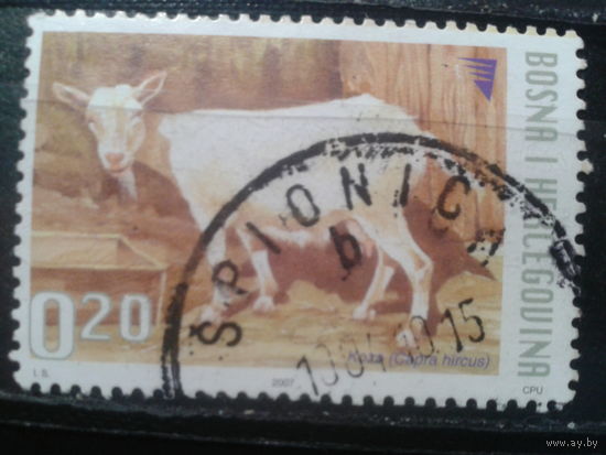 Босния и Герцеговина, 2007. Козёл