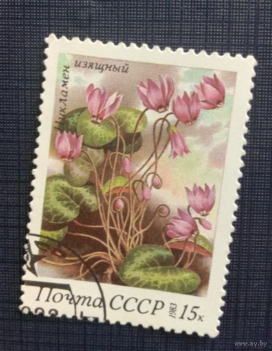 Марка СССР 1983 Цикламен