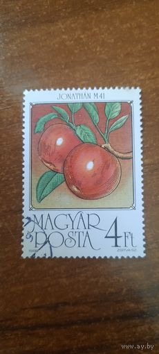 Венгрия 1986. Яблоко сорт Jonathan M41. Марка из серии