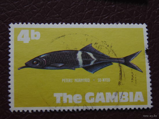 Гамбия. Морская фауна.