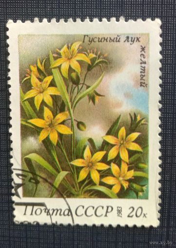 Марка СССР 1983 Гусиный лук