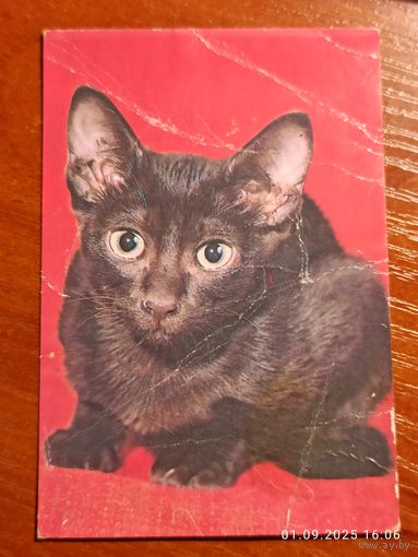 Календарик 1993 Кошка