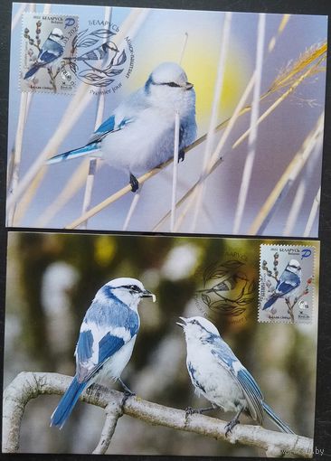 Беларусь 2022 КМ птица года, белая синица , тираж 30 экз .