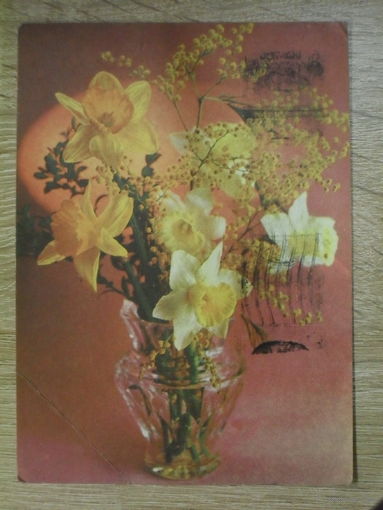 ПОДПИСАННАЯ ОТКРЫТКА СССР. "НАРЦИССЫ И МИМОЗА". ФОТО. Г. КОСТЕНКО. 1972 ГОД.