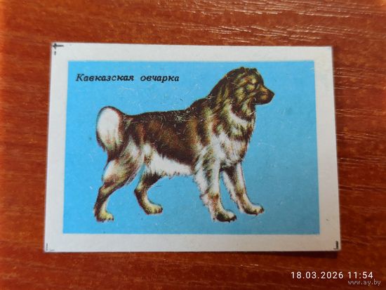 Спичечная этикетка Кавказская овчарка