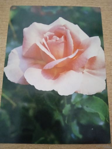 ОТКРЫТКА РОЗА " ТИФФЕННИ" 1983Г ФОТО МАТАНОВА ЧИСТАЯ