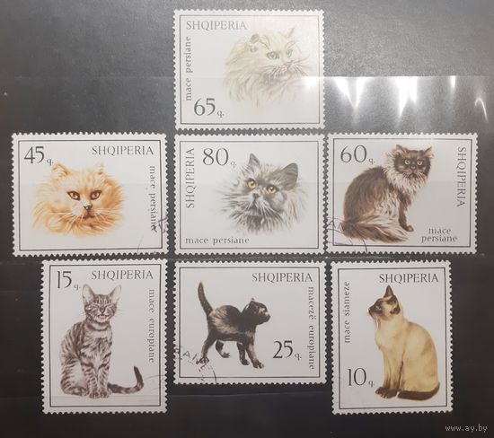 Албания. Фауна. Кошки (745)