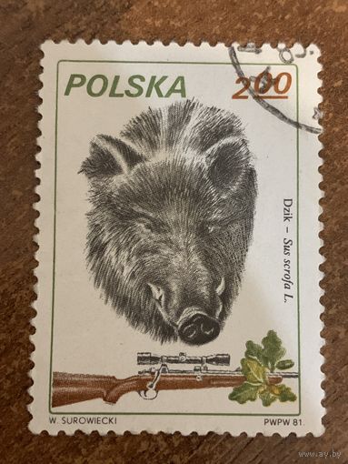 Польша 1981. Охота. Кабан. Марка из серии