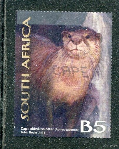 ЮАР. Регион Кару. Фауна. Капская безкоготная выдра