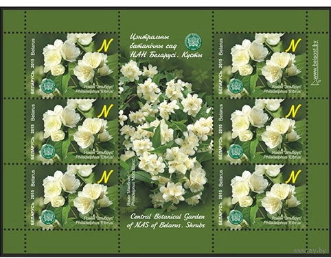 2015г Беларусь MNH  Малый лист "Чубушник "Эльбрус"