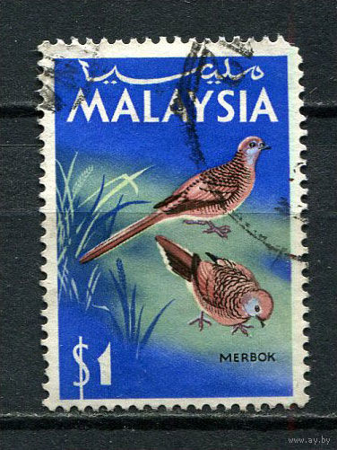 Малайзия - 1965 - Птицы. Полосатая горлица1$ - [Mi.23] - 1 марка. Гашеная.  (LOT Gu25)-T3P53