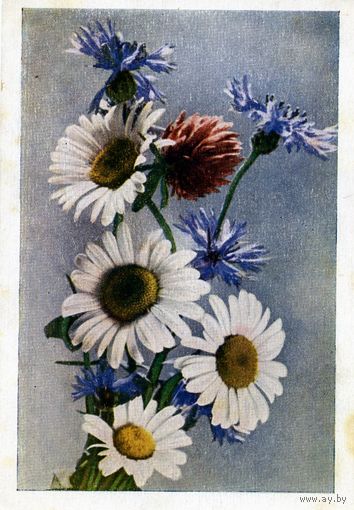 Открытка, почтовая карточка, 1950 , Ромашки с васильками ,Цветное фото Зиберта