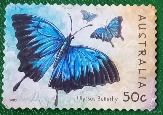 Австралия 2003. Бабочка Улисс
