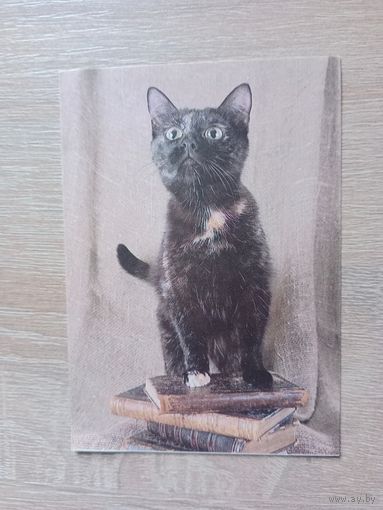 Календарик 1993