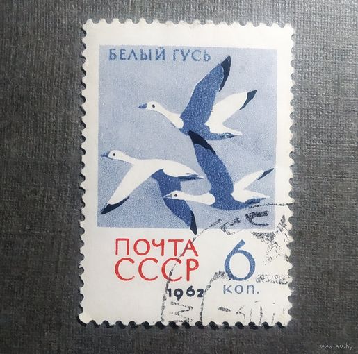 Марка СССР 1962 год Птицы