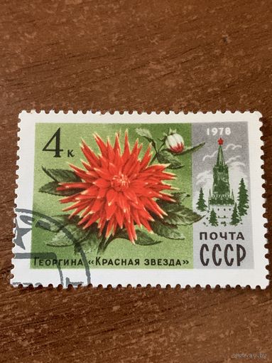 СССР 1978. Георгина Красная звезда. Марка из серии