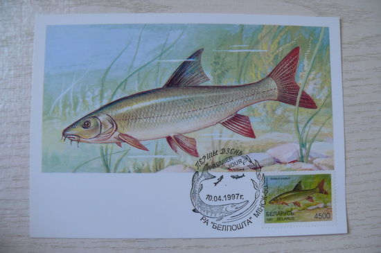 1997, Картмаксимум, КМ+СГ, Беларусь; Федин А., Рыбы (4).