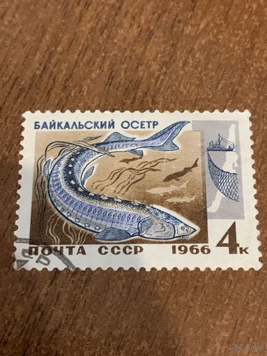 СССР 1966. Байкальский осётр. Марка из серии