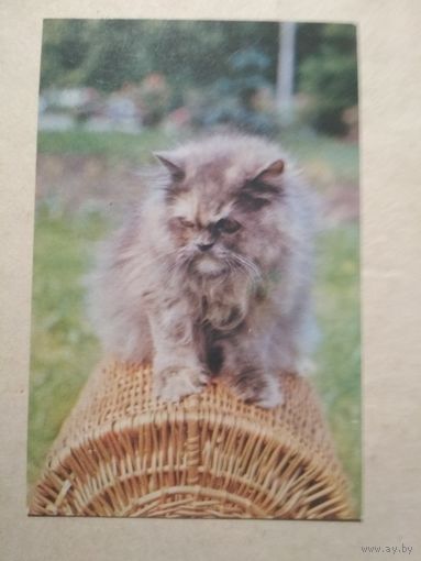 Карманный календарик. Котик. 1991 год
