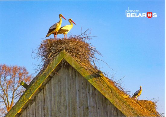 Планета Беларусь, Аисты в деревне Кудричи, 2019, тираж 1000