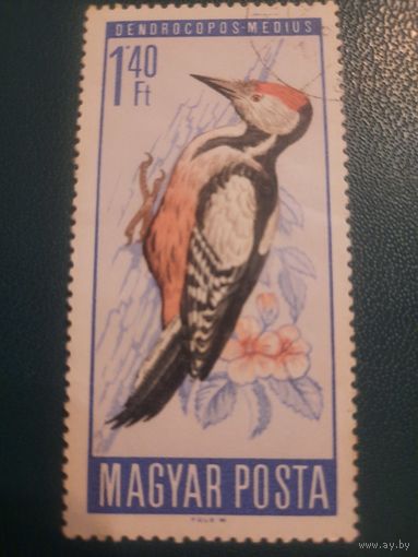 Венгрия 1966. Фауна. Птицы. Дятел. Марка из серии
