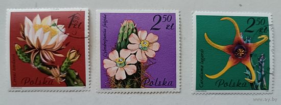 Кактусы. Польша, 1981