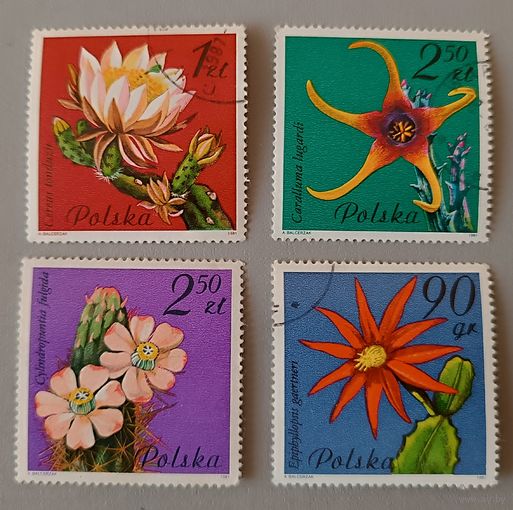 Кактусы. Польша, 1981