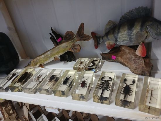 Насекомые большие, коллекция