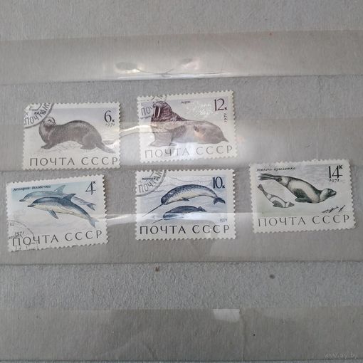 СССР, 1971, МОРСКИЕ МЛЕКОПИТАЮЩИЕ   , серия  5м, гашен