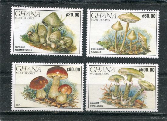 Гана. Грибы