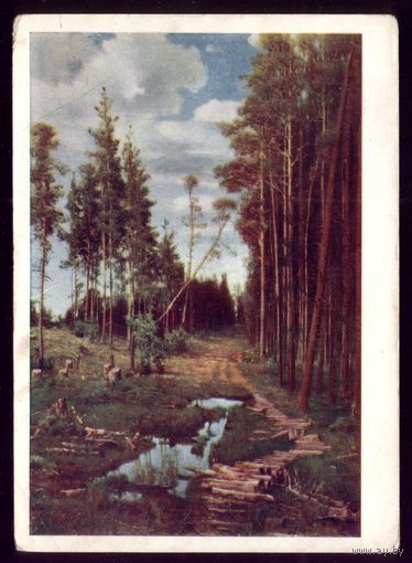 1959 год А.Саврасов Просека в сосновом лесу
