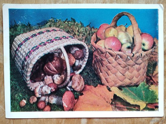 Тужиков В. Дары природы. 1980 г. ПК. Чистая.